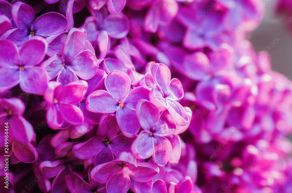 closeup ultraviolet flower. floral spring background. picture with soft focus closeup ultraviolet flower. floral spring background. picture with soft focus