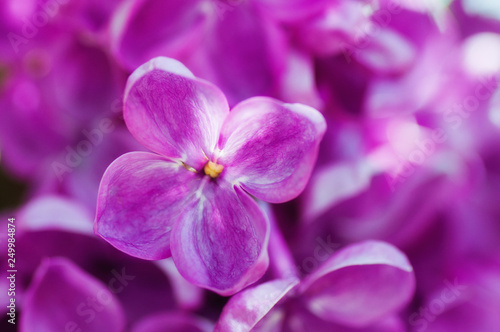 closeup ultraviolet flower. floral spring background. picture with soft focus
