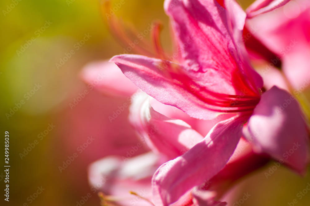 closeup flower. floral spring background. picture with soft focus
