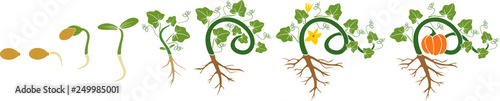 Life cycle of pumpkin plant. Growth stages from seeding to flowering and fruit-bearing pumpkin plant with root system