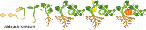 Life cycle of pumpkin plant. Growth stages from seeding to flowering and fruit-bearing pumpkin plant with root system