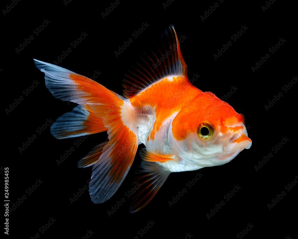 goldfish isolated on a dark black background goldfish isolated on a dark black background