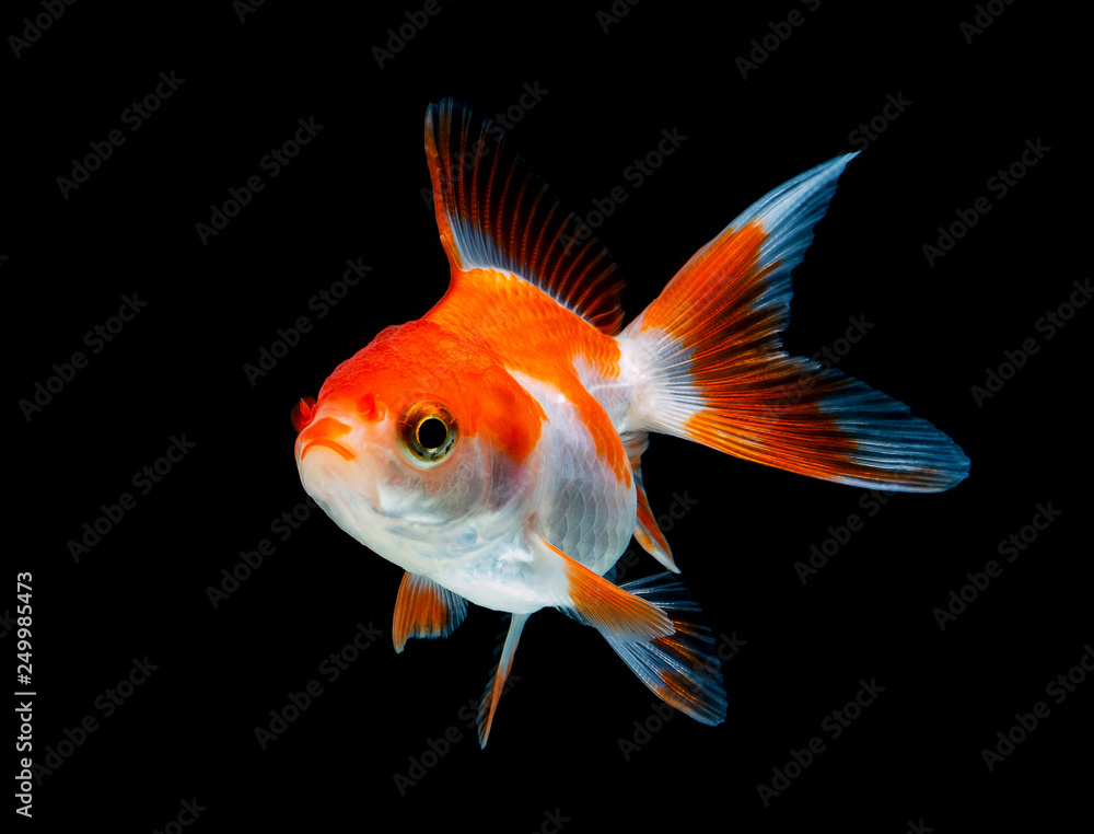 goldfish isolated on a dark black background goldfish isolated on a dark black background