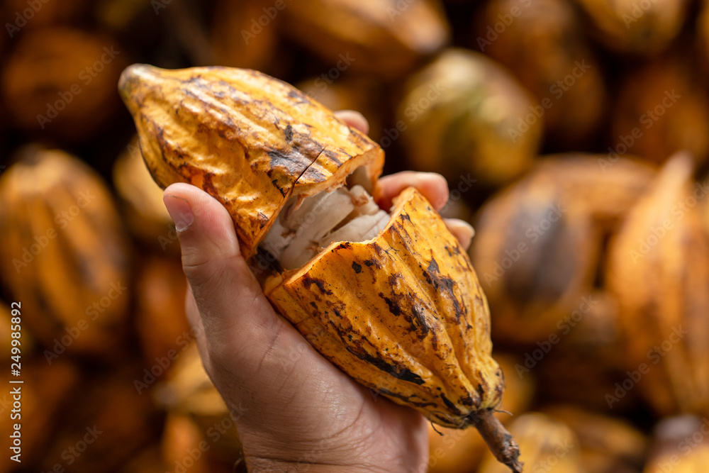 Cocoa beans and cocoa pod on a wooden surface Cocoa beans and cocoa pod on a wooden surface