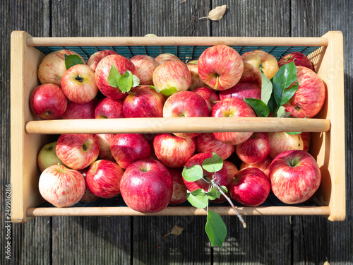 Close Up of  Basket of Ripe Apples on Wood Planks From Above photo