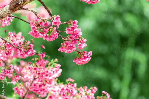 Fototapeta Naklejka Na Ścianę i Meble -  Cherry Blossom and Sakura wallpaper