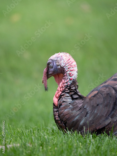 Close Up of the Head and Chest of a Tom Turkey with Green Grass in Background