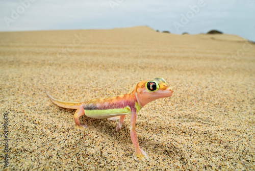 Namib Sand Gecko - Pachydactylus rangei, beautiful small gecko endemic in southwest Africa, Namib desert, Walvis bay, Namibia.