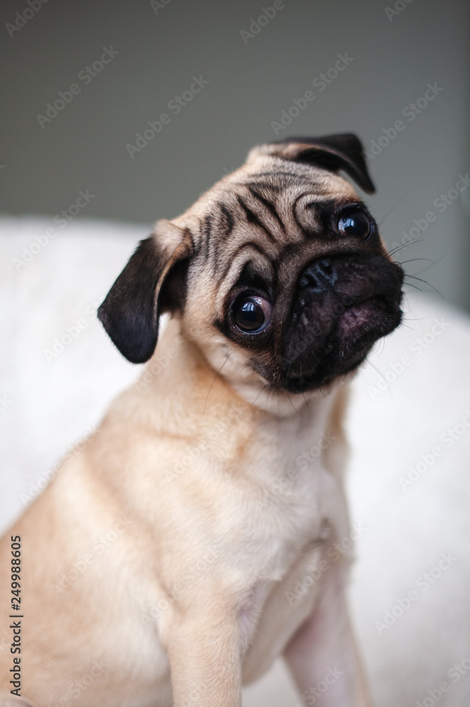 Pug looks carefully, bowing his head