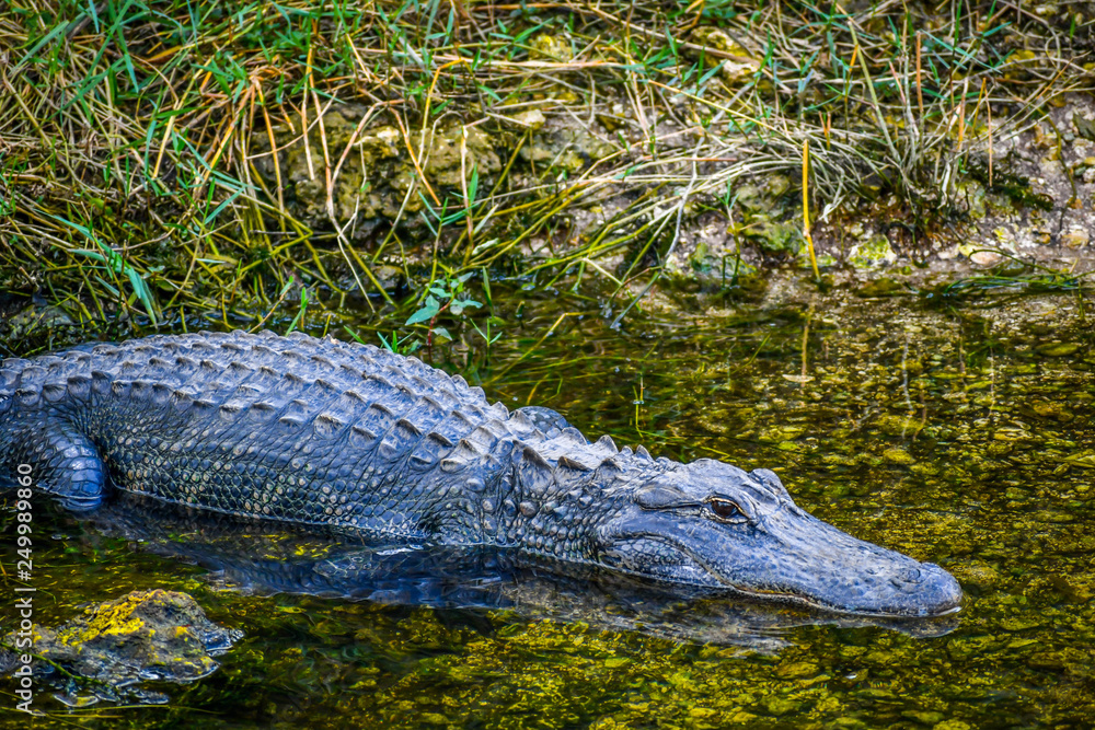 A large American Alligator in Miami, Florida A large American Alligator in Miami, Florida