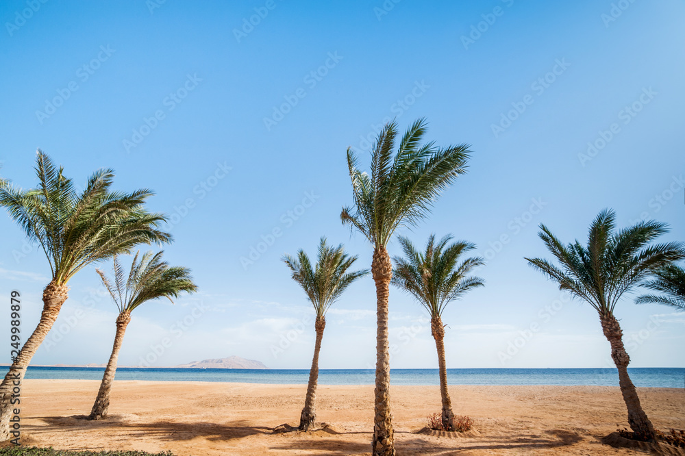 ocean beach with row palms on horizon ocean beach with row palms on horizon