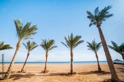 ocean beach with row palms on horizon