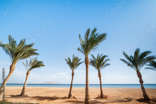 ocean beach  with row palms on horizon © ver0nicka