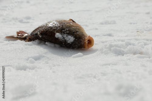 Fish on a frozen lake photo