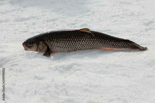 Fish on a frozen lake
