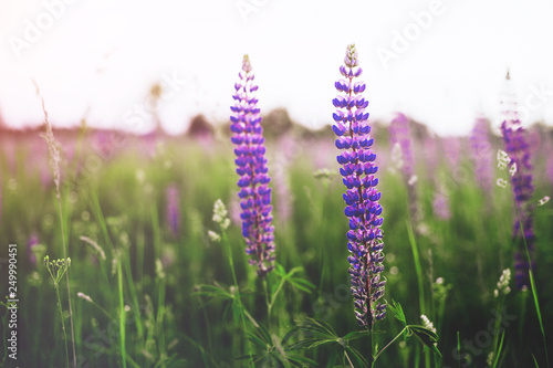 beautiful blue and violet lupines in rural field at sunrise  sunset . natural floral background 