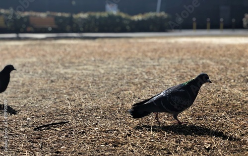 bird