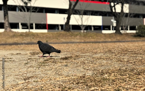 bird