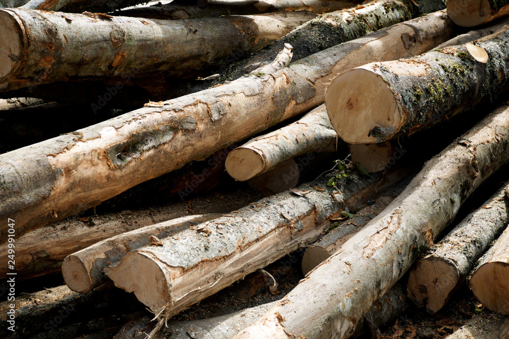 Deforestation concept view