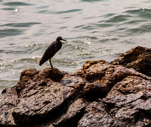 Sea birds on rocks and by the sea shore and the ocean.