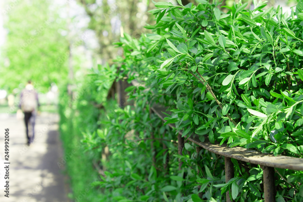 Green hedge on sidewalk and silhouette of a walking man. Spring foliage Green hedge on sidewalk and silhouette of a walking man. Spring foliage