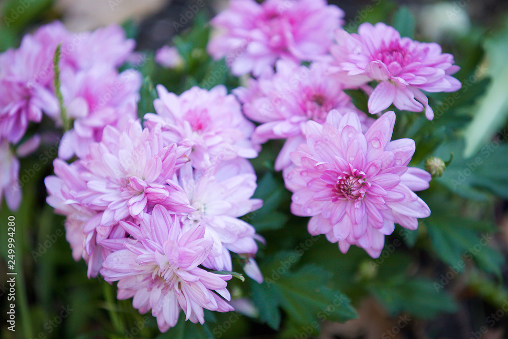 Close-up of a peony flower in the garden. Close-up of a peony flower in the garden.