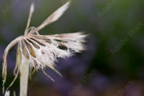 dandelion with drops of morning dew