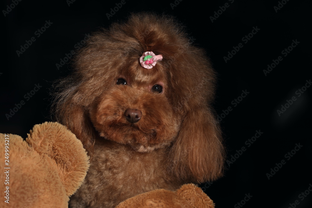 cute puppy cute puppy