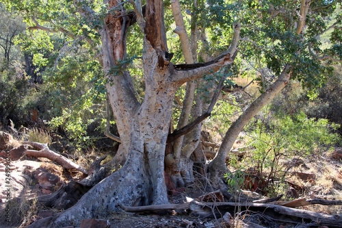Riesiger Baum in der Landschaft von Afrika Namibia