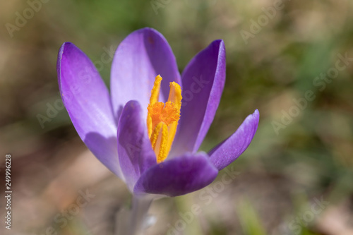 Krokus lila erblickt die Sonne im Frühling
