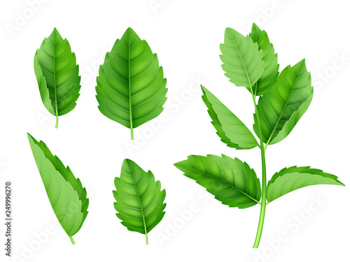 Mint leaves. Menthol spearmint fresh smell nature product vector realistic template. Illustration of menthol and mint, herb spearmint