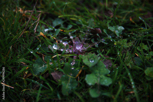 Little raindrops on the grass © ALYEVA