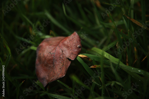 Brown leaf with dew drops fallen on a clover and grass lawn