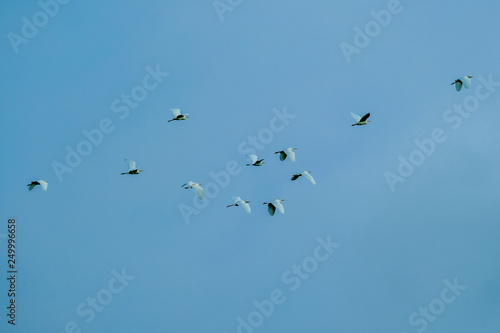 A flock of birds flying around 