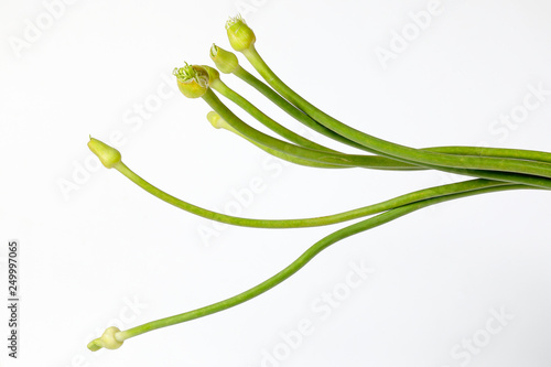 Garlic Flower bud green stem on white background