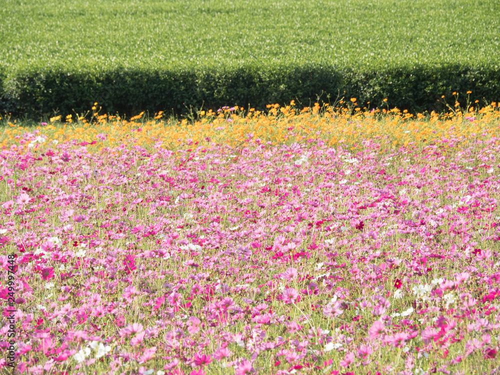 flower field in day time.cosmos flower field in summer landscape background.colorful cosmos flowers planted.