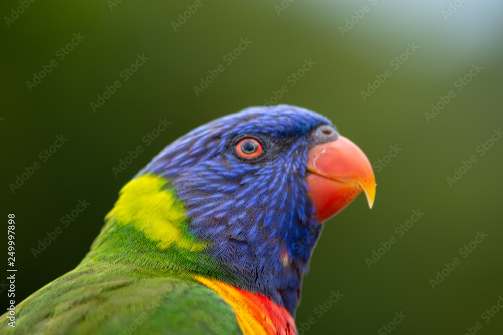 Rainbow lorikeet Rainbow lorikeet