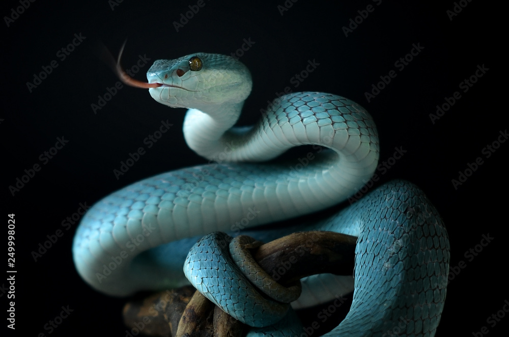 Fototapeta premium snake on black background
