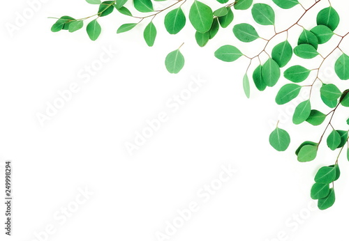 green eucalyptus branches herbs  leaves   plants on white background top view. copy space. flat lay