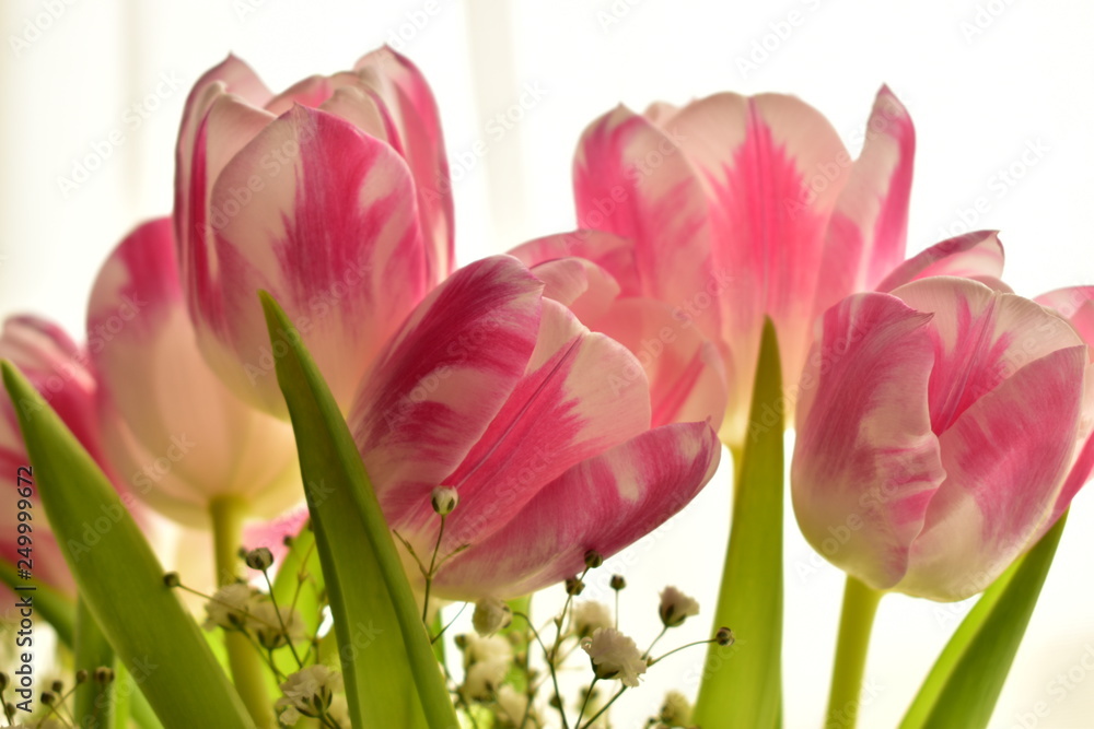 Fototapeta premium bouquet of tulips