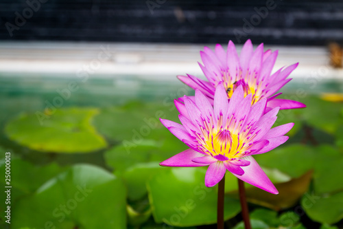 Beautiful pink lotus flower with green leaf in pond