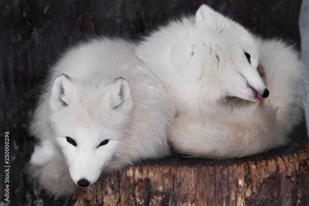 Obraz premium a pair of arctic foxes in white winter fur against a dark background lie on top of each other mio curled up.