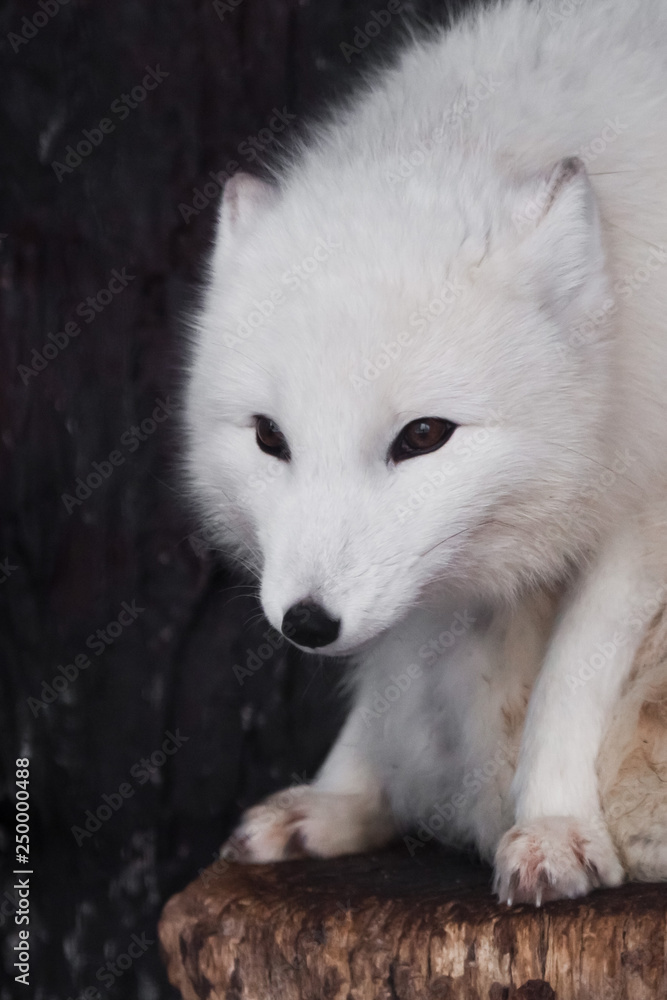 Sly face of white fox in winter white fur on a dark background close-up