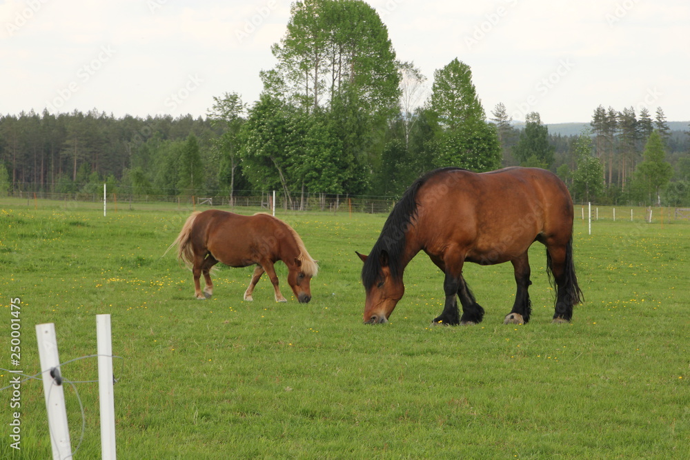 Two brown horses eating grass