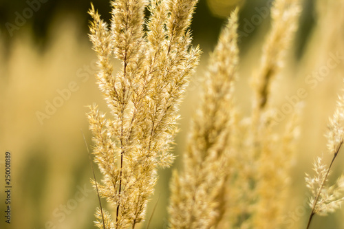 Close-up. Tall grass in the village garden on a summer day. Site about nature, plants, parks, seasons.
