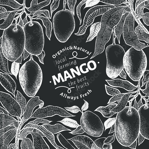 Mango tree vintage design template. Botanical mango fruit frame. Engraved mango. Vector illustration on chalk board