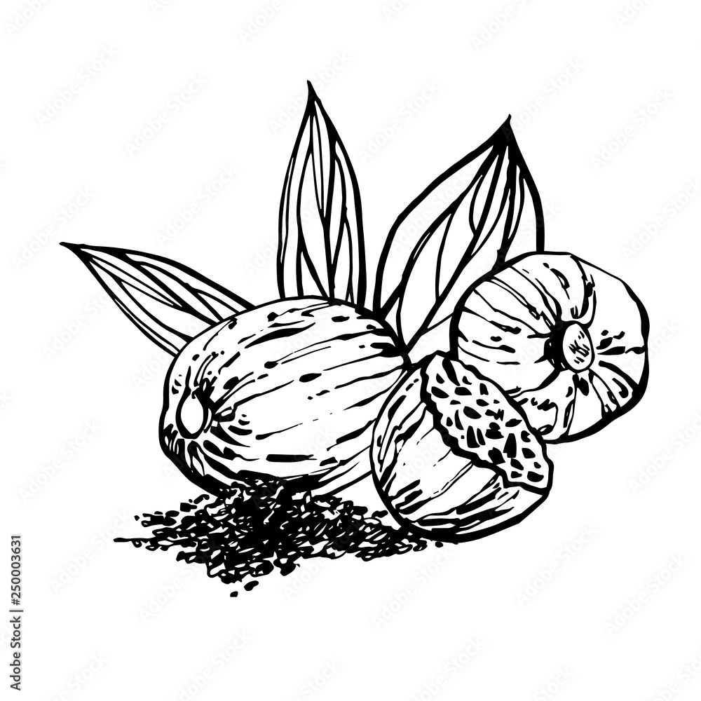 Nutmeg and leaves hand drawn illustration. Ink sketch of nuts. Hand drawn illustration. Isolated on white background. Nutmeg and leaves hand drawn illustration. Ink sketch of nuts. Hand drawn illustration. Isolated on white background.