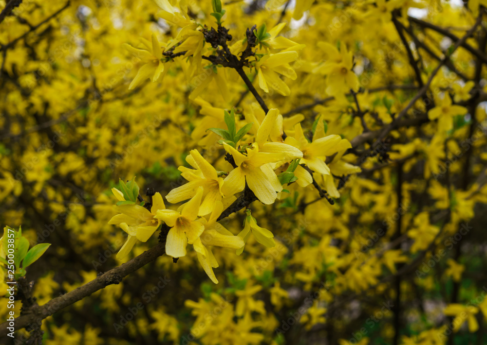 Yellow flowers Forsythia in early spring on bare branches without leaves. Yellow flowers Forsythia in early spring on bare branches without leaves.