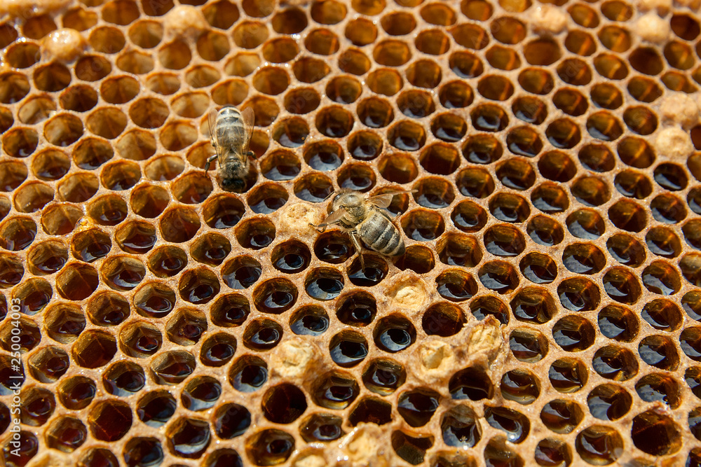 Close up view of the working bee on the honeycomb with sweet honey.. Close up view of the working bee on the honeycomb with sweet honey..