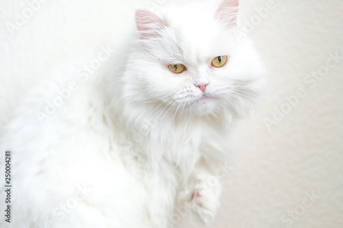 White furry persian cat with flat face at home